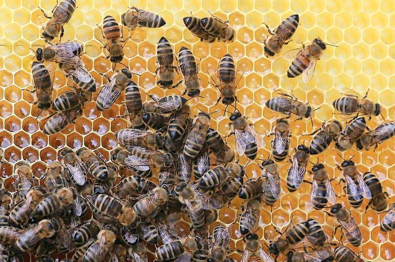 Miel-en-España-El-mercado-que-atrae-a-millones-de-abejas-en-el-mundo2