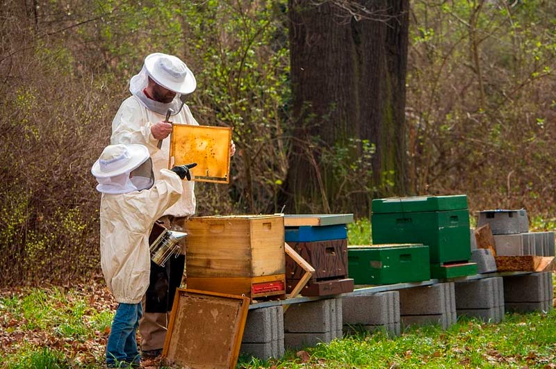Miel-en-España-El-mercado-que-atrae-a-millones-de-abejas-en-el-mundo3